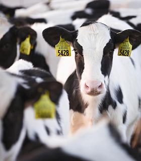 Кормовая эффективность как главный ресурс: генетика, экономика и будущее стада